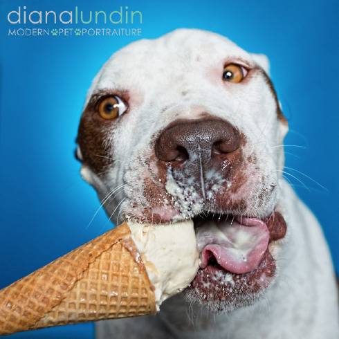 An Ice Cream Social and Photo Shoot for Dogs Los Angeles Pet Photography of Diana Lundin