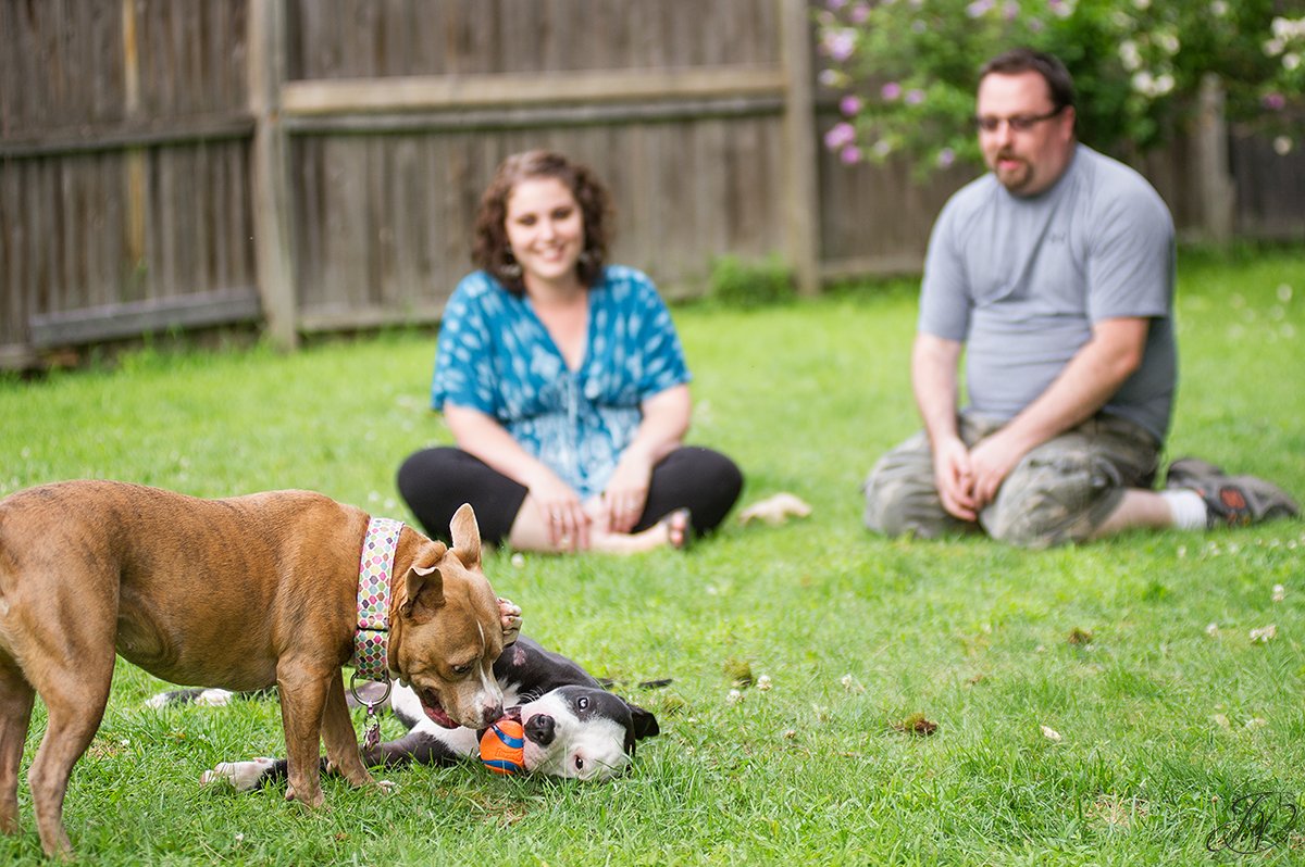 dog rescue, albany pet portrait photographer