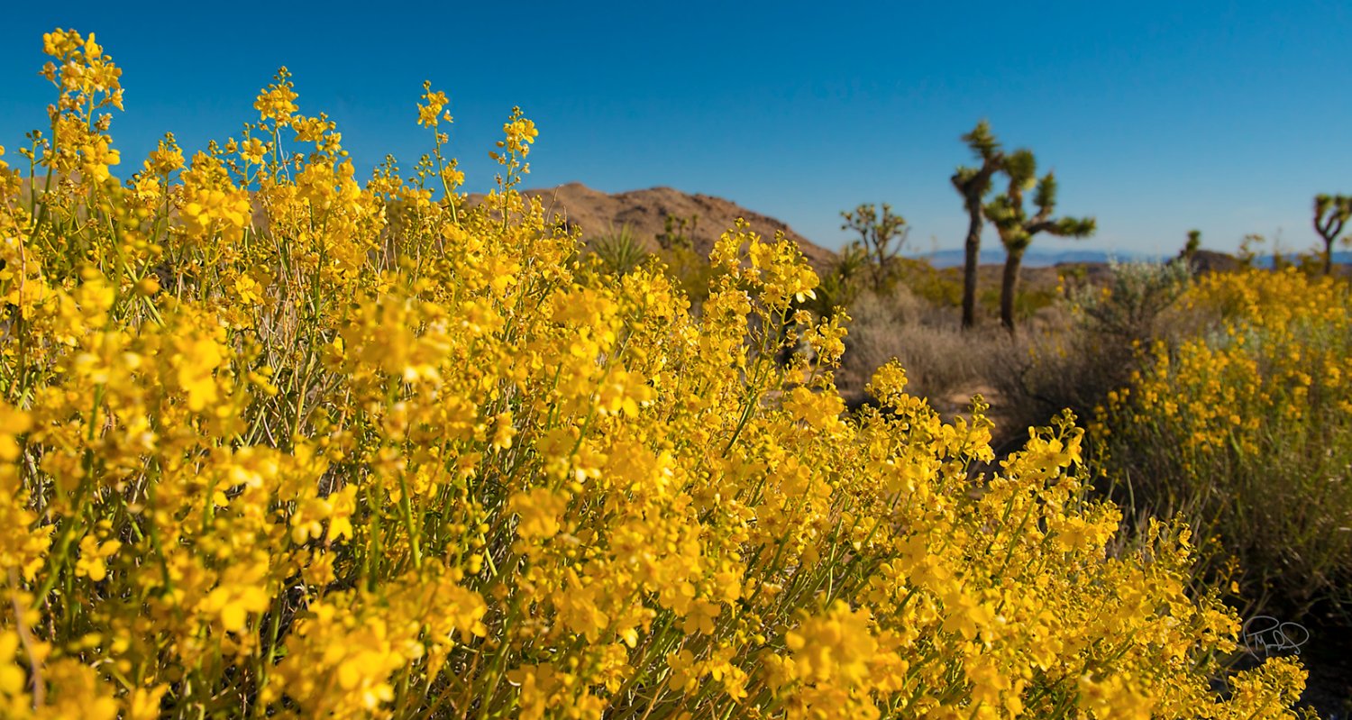 Parched Life 20x30 / 26x40 / 33x50