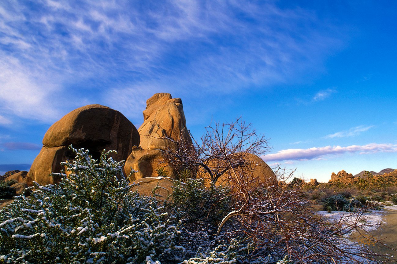 Toothpick Plant 20x30 / 26x40 / 33x50