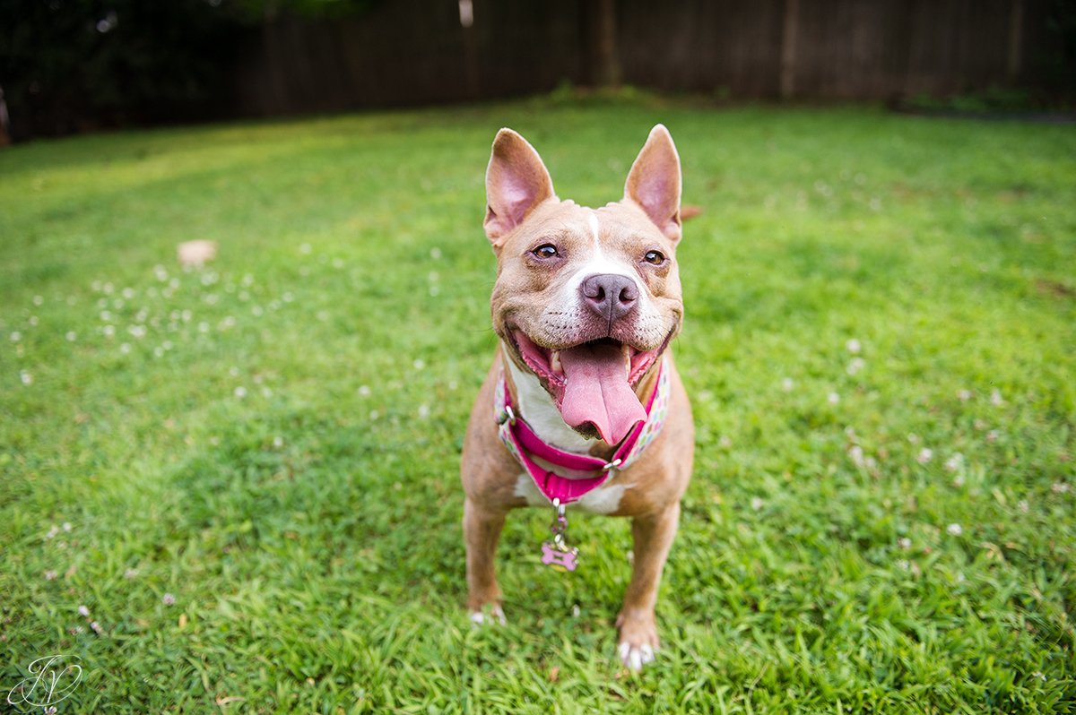 dog rescue, albany pet portrait photographer