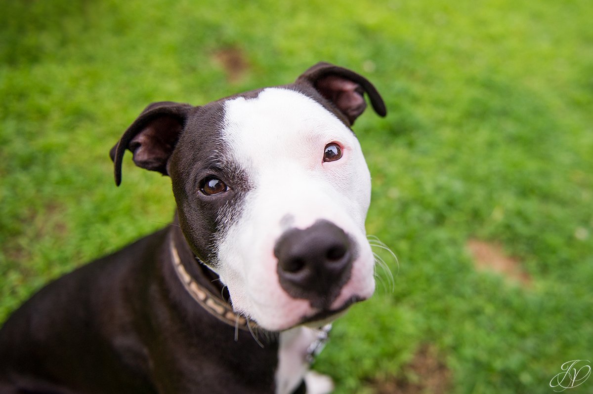 dog rescue, albany pet portrait photographer
