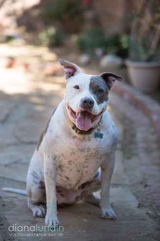 los angeles dog photographer