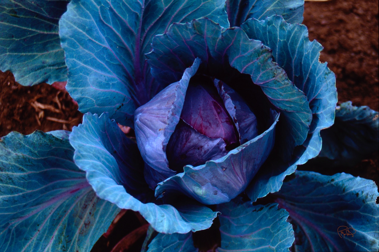 Enchanted Moonrise 24x28 / 48x56 / Custom