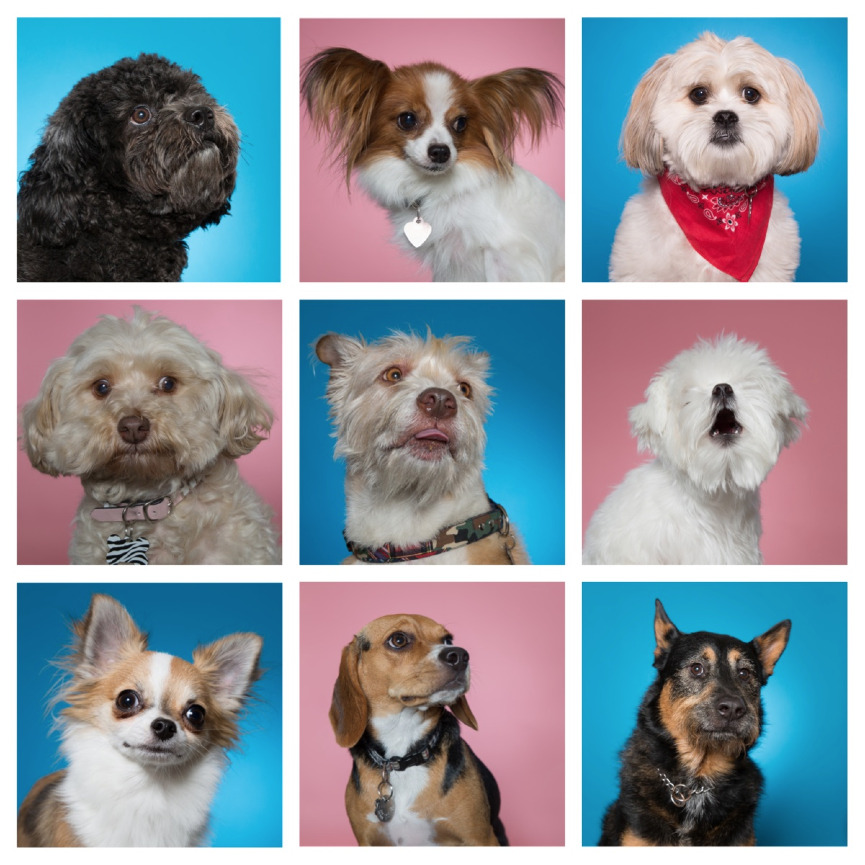 los angeles dog photographer