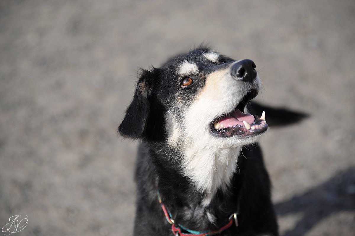 shelter dog, animal rescue, dog rescue, adopt