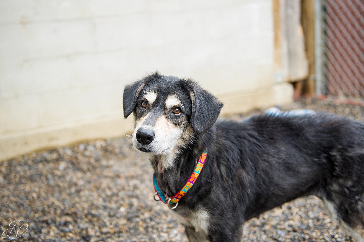 rescued dog photo, regional animal shelter, dog rescue photo, canine skin disease photo