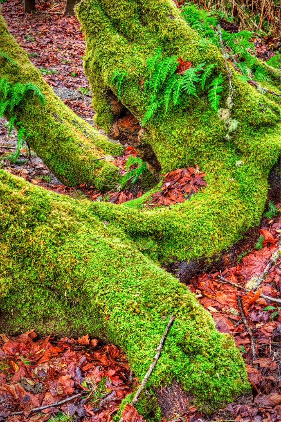 Tree Trunks - Key Peninsula - 008736