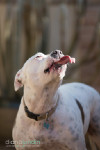 A Winter Pet Photo Shoot in Los Angeles