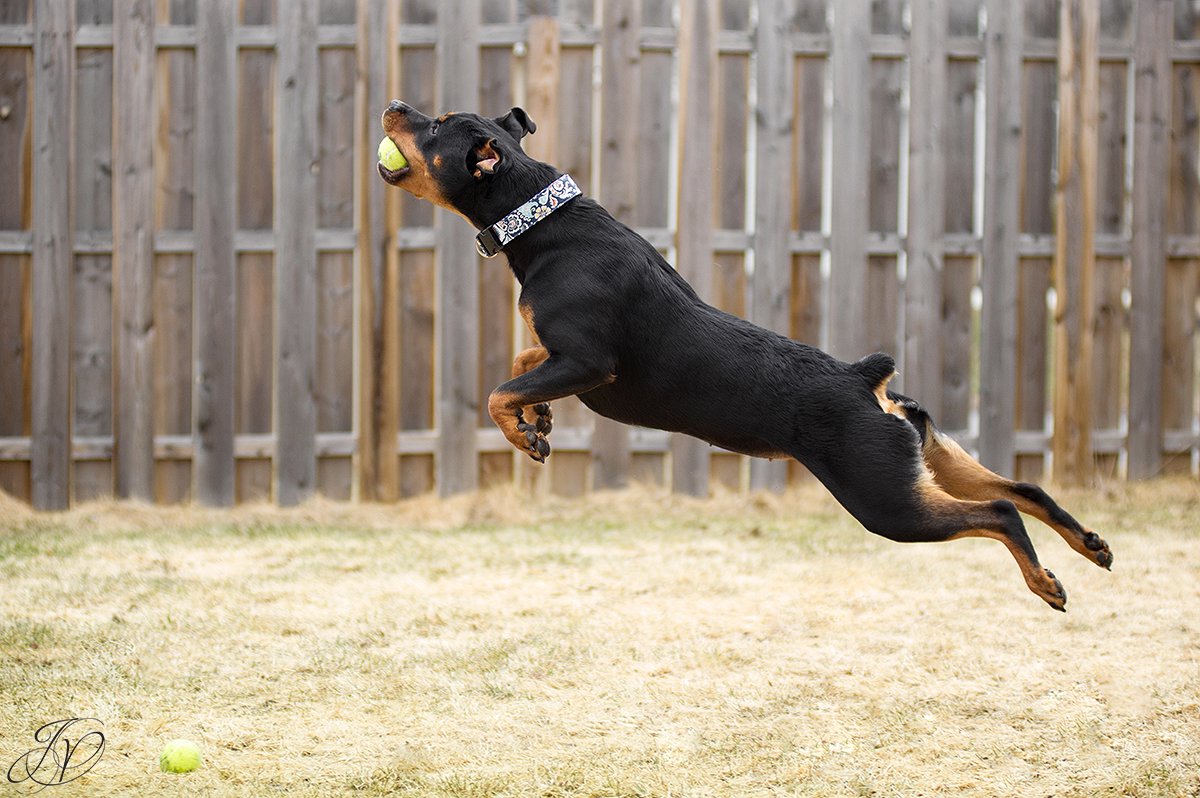 rottweiler catching ball, rottweiler in mid air catching ball, rottweiler portrait albany, beautiful rottweiler photos, albany pet portrait, albany pet photographer