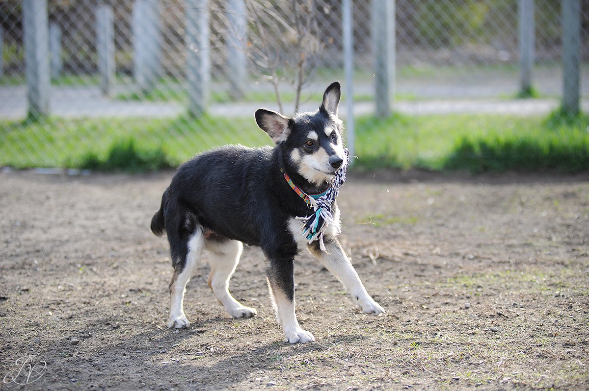 happy dog playing with toy