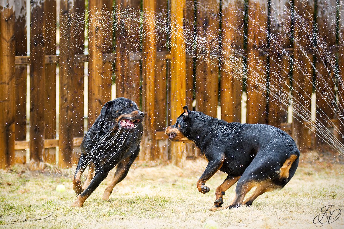wet rottweiler photo, rottweiler portrait albany, beautiful rottweiler photos, albany pet portrait, albany pet photographer