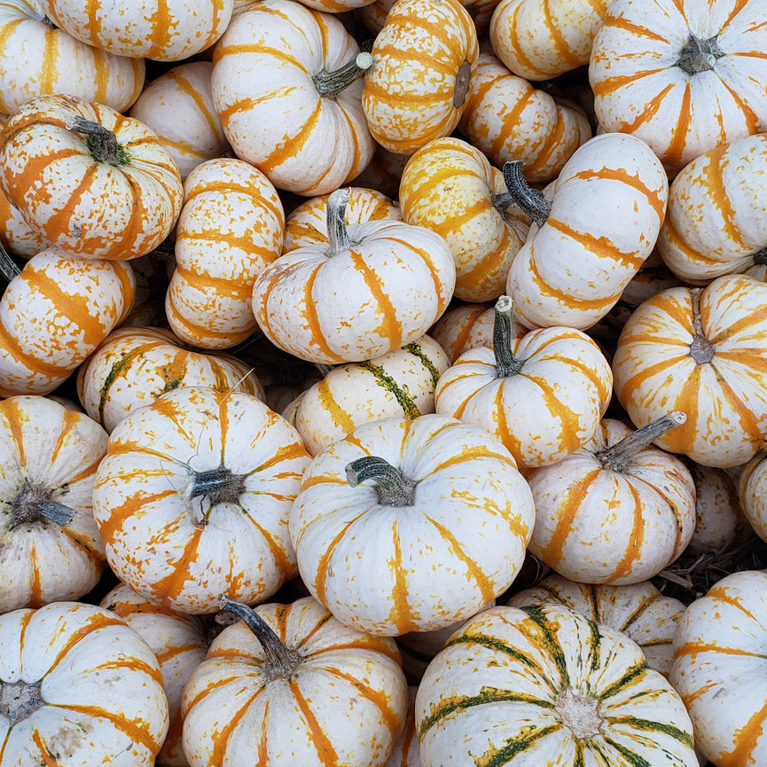 Five Favorite Christmas Traditions