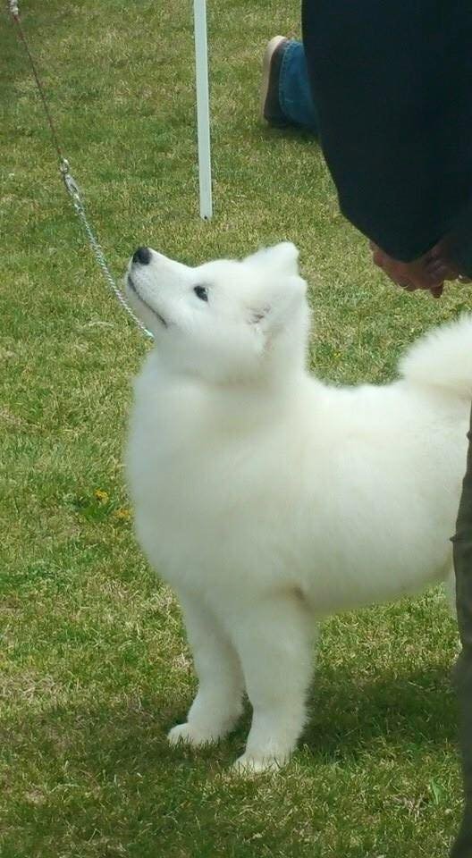 Carefree samoyeds sale