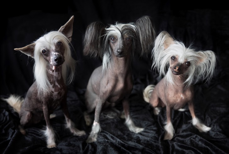 Photo of a trio of Chinese Crested dogs