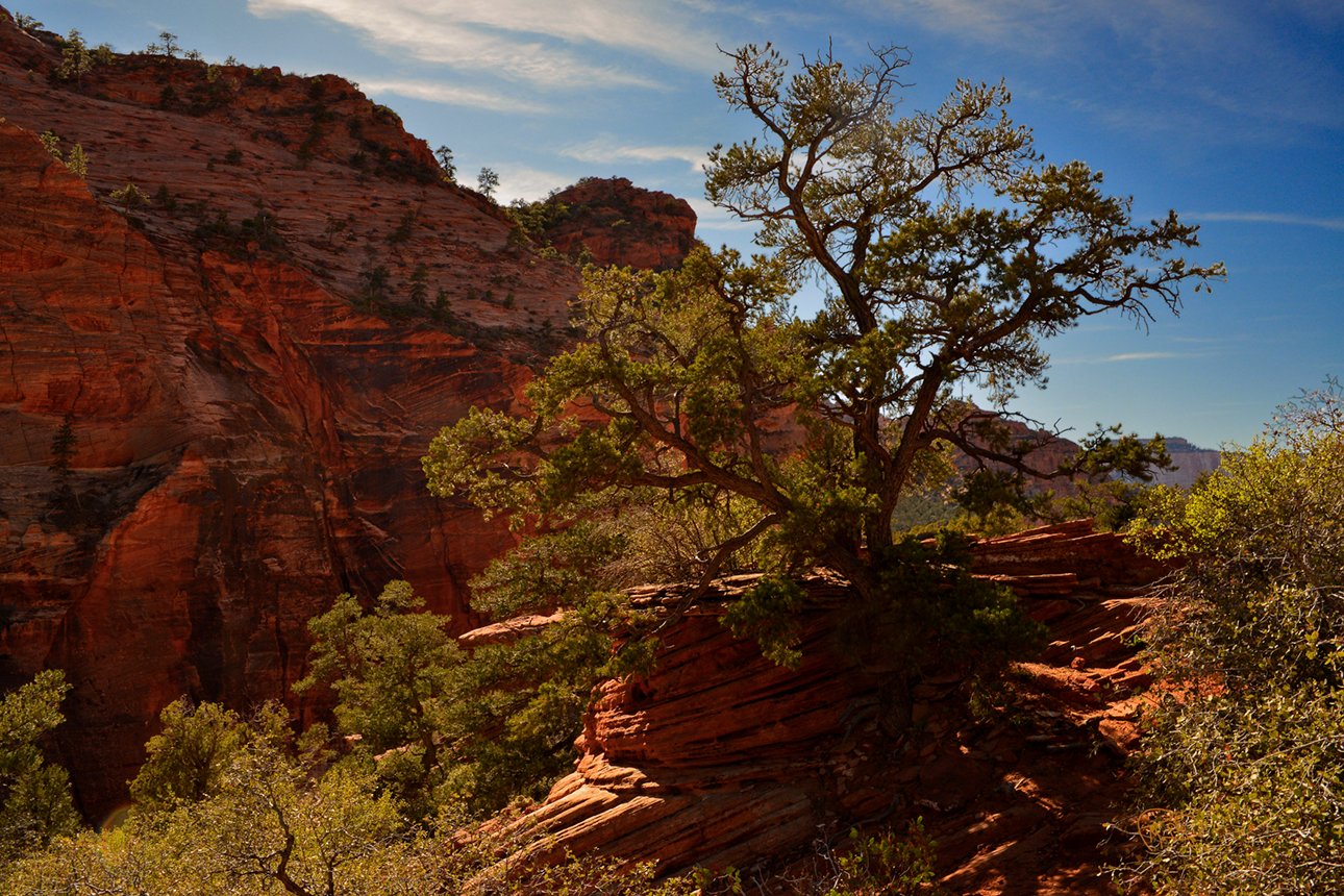 Ocotillo Autumn 17x30 / Custom