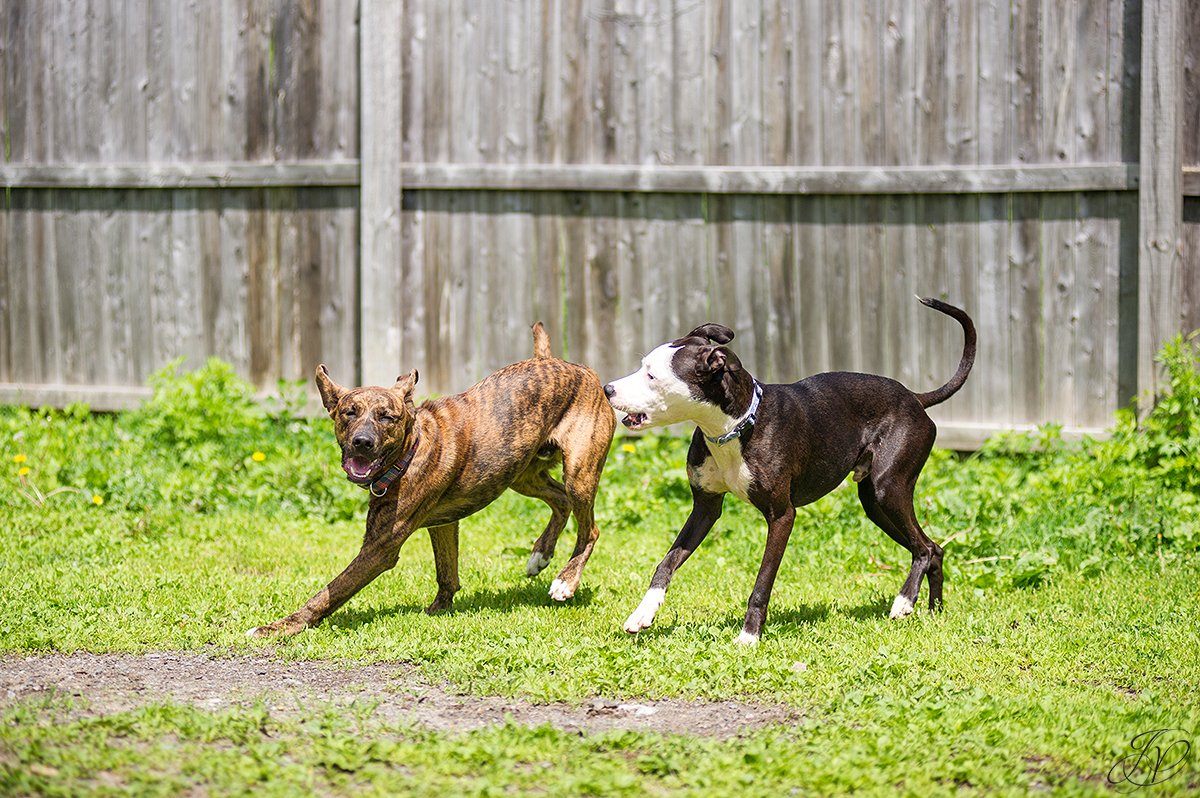 regional animal shelter dog rescue