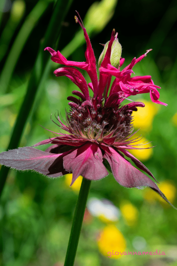 A Walk Through the Park of Colorful Surprises 🌻