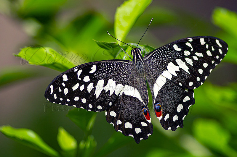 Kaiyah Takota The Final Chapter - A Novel Husky: Chapter 48