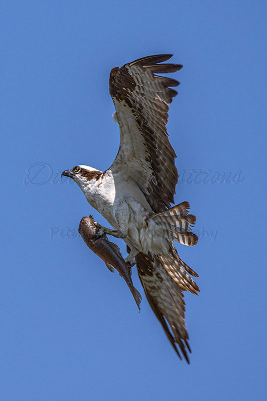 Kaiyah Takota The Final Chapter - A Novel Husky: Chapter 48