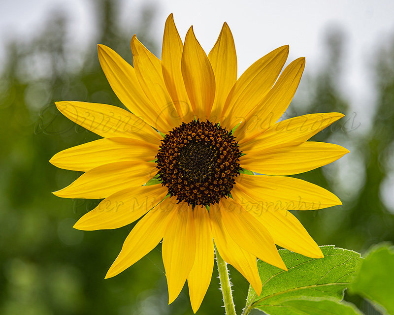 Kaiyah Takota The Final Chapter - A Novel Husky: Chapter 48