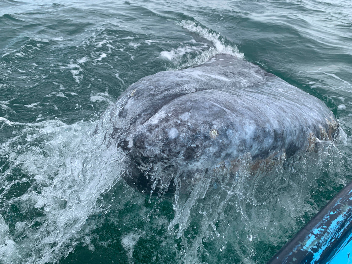 2024 TODOS SANTOS, BCS, WEEK 4