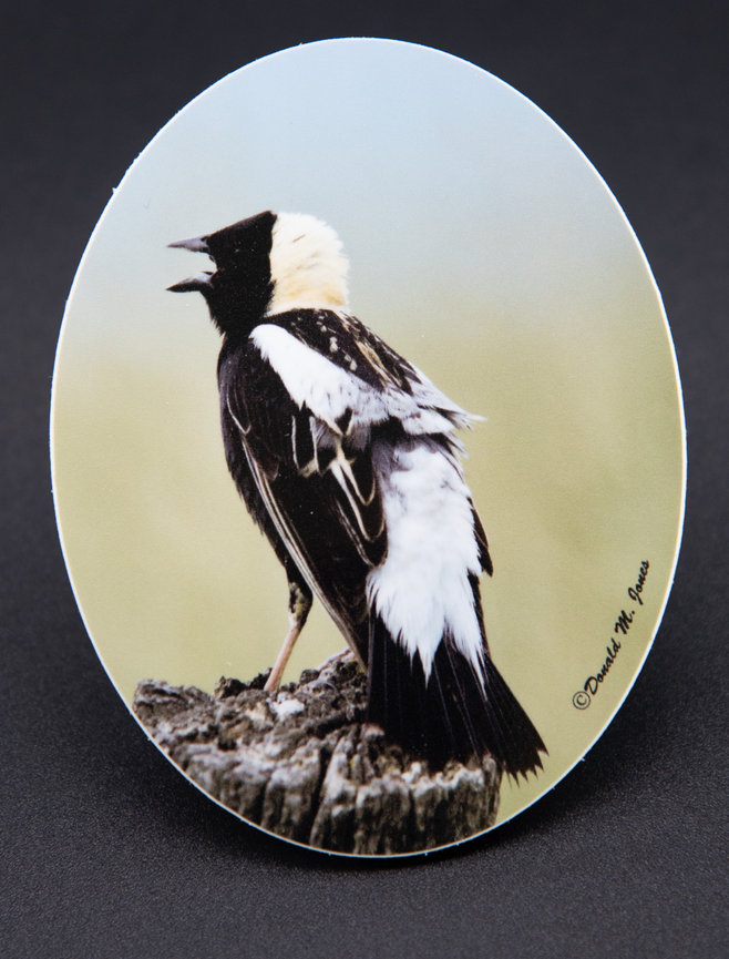 Bobolink S4 463
