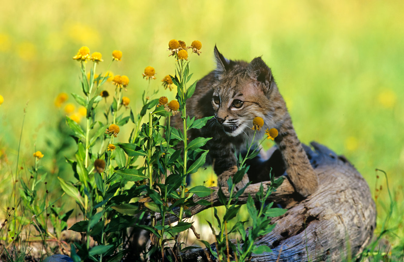 Bobcat Kitten CH 836