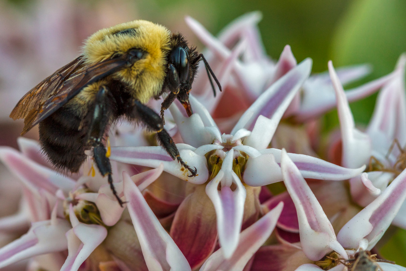 Bumble Bee and Milkweed CH 4043