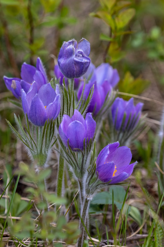 Pasque Flowers CH 4178