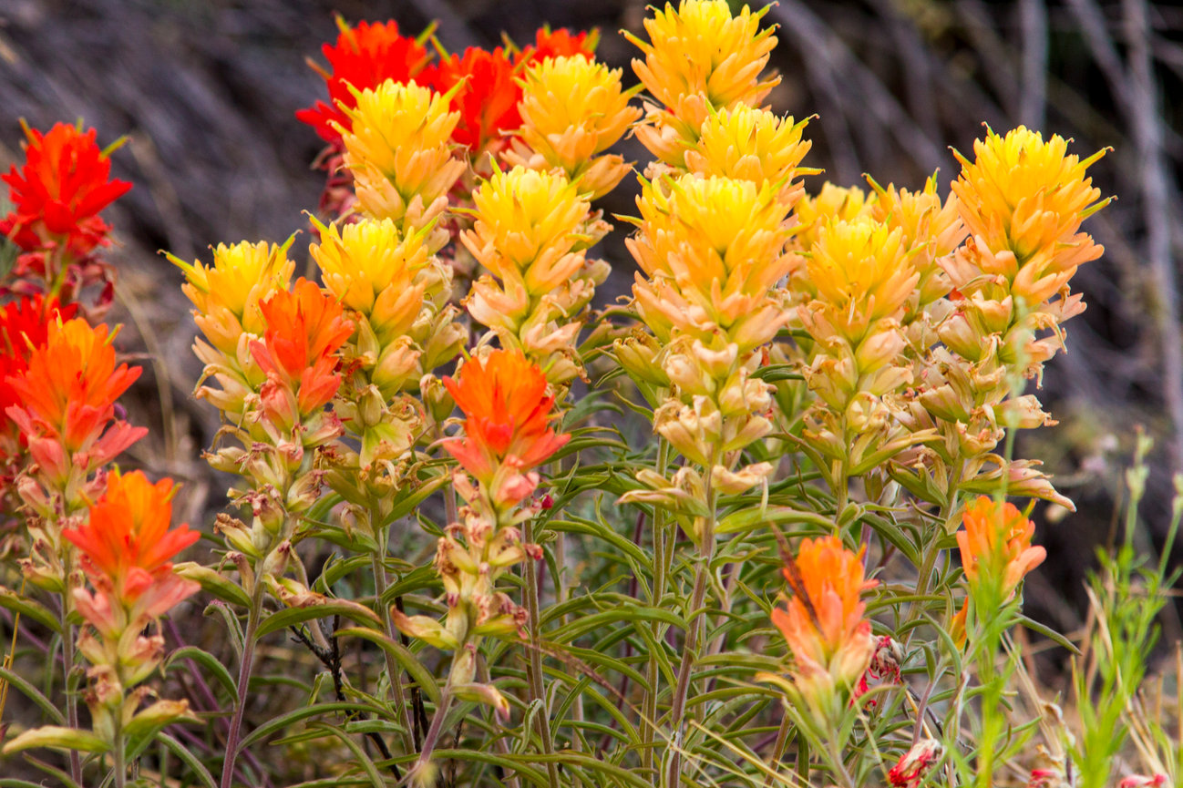 Yellow Paintbrush CH 4189
