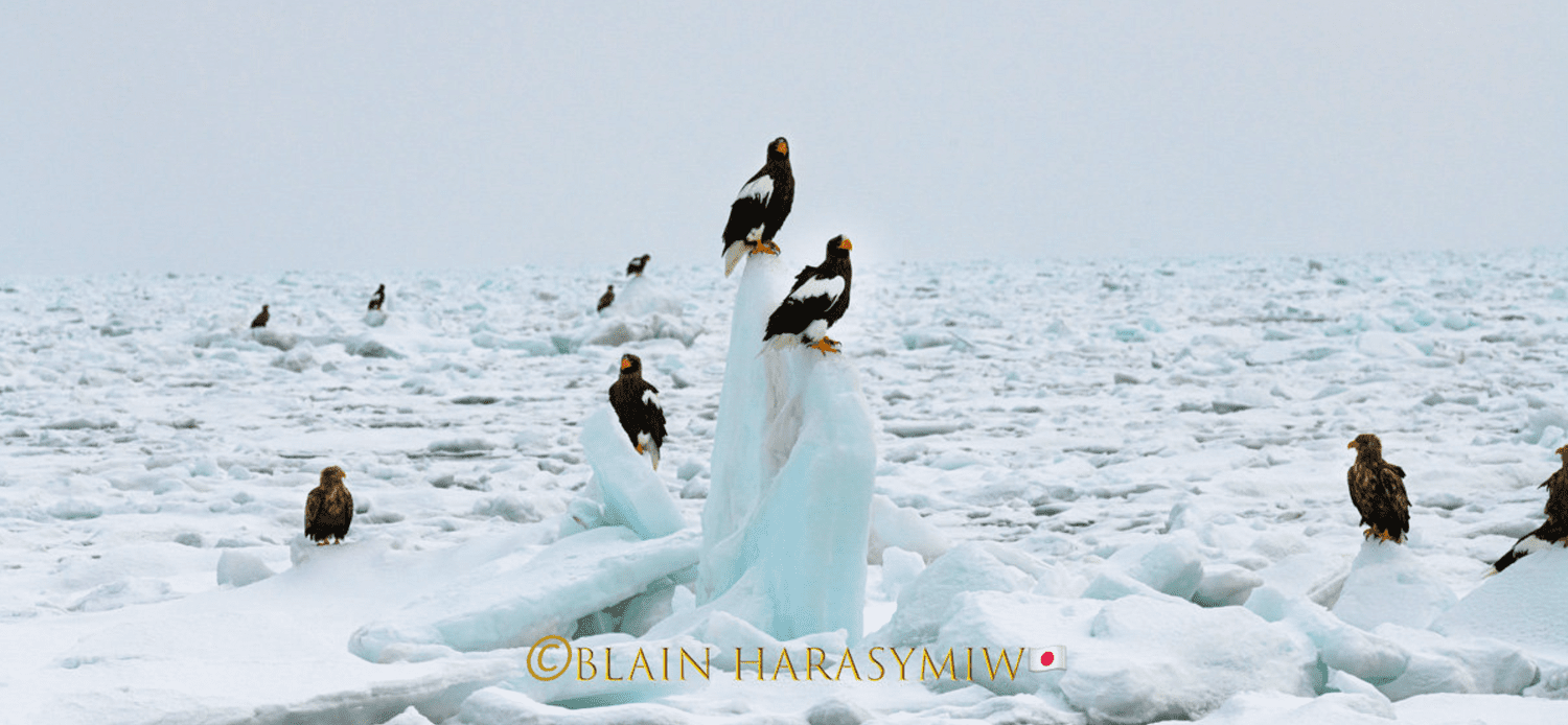 Discover Matsumoto Castle on a Hokkaido Photo Tour with JDS!