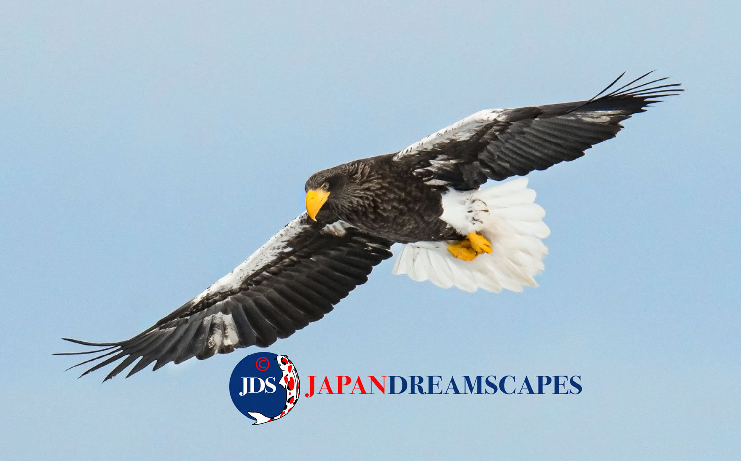 Hokkaido Birding Photography Workshop Tours Japan Dreamscapes