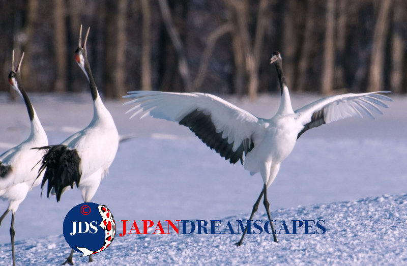 Autumn Leaves Photography Tour at Mt. Fuji and the Fuji Five Lakes