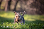 The Welsh Terriers -- Olive and Oona