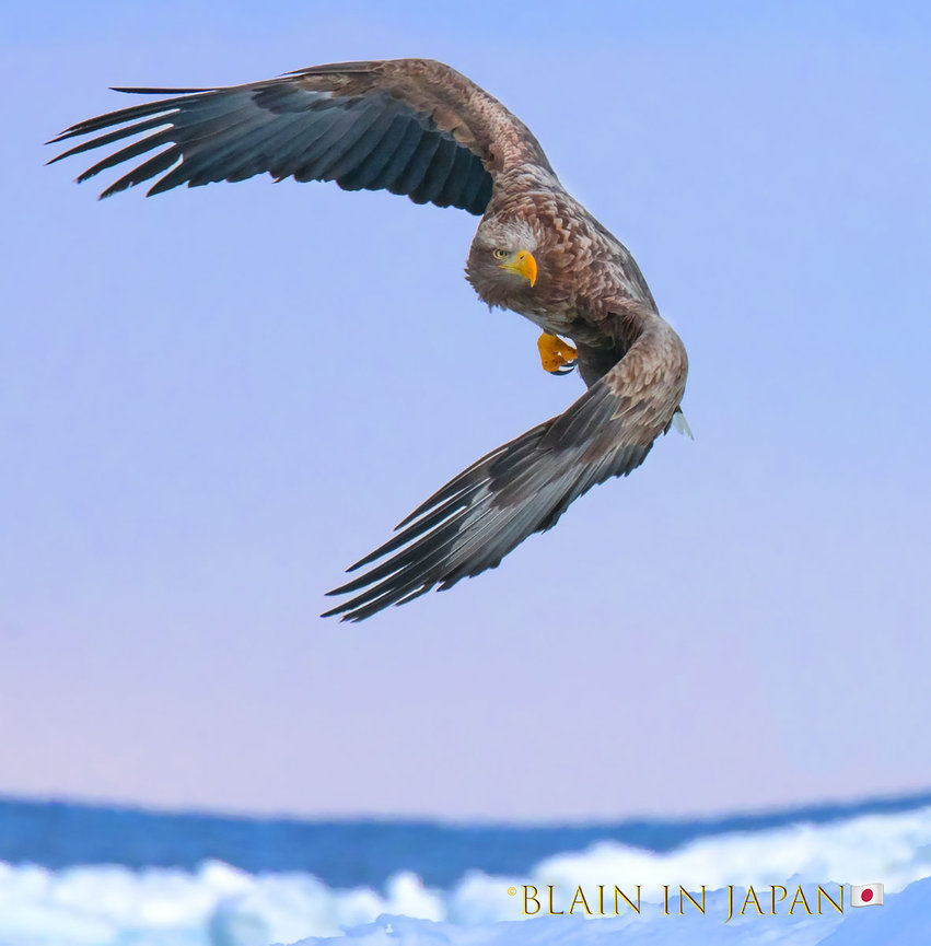 Storms, Eagles, and Zen: Why Hokkaido Is a Minimalist Photographer’s Paradise