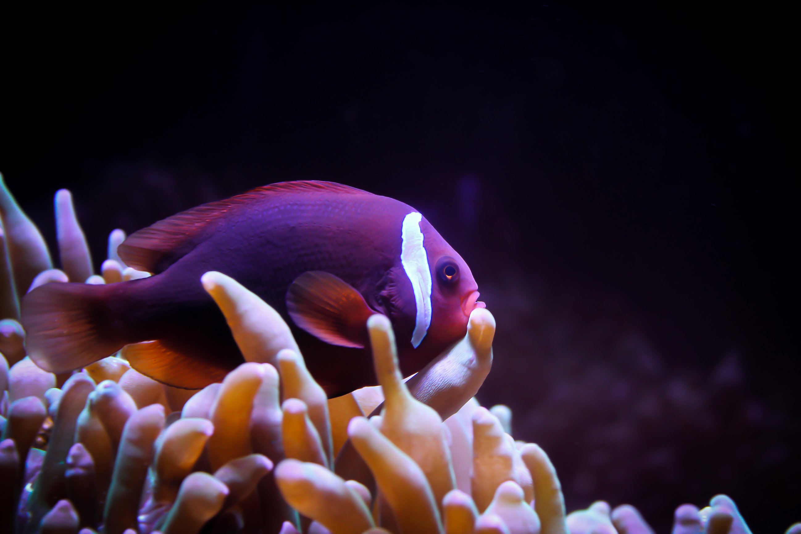 Abq Biopark Aquarium Tickets - 49lkyof