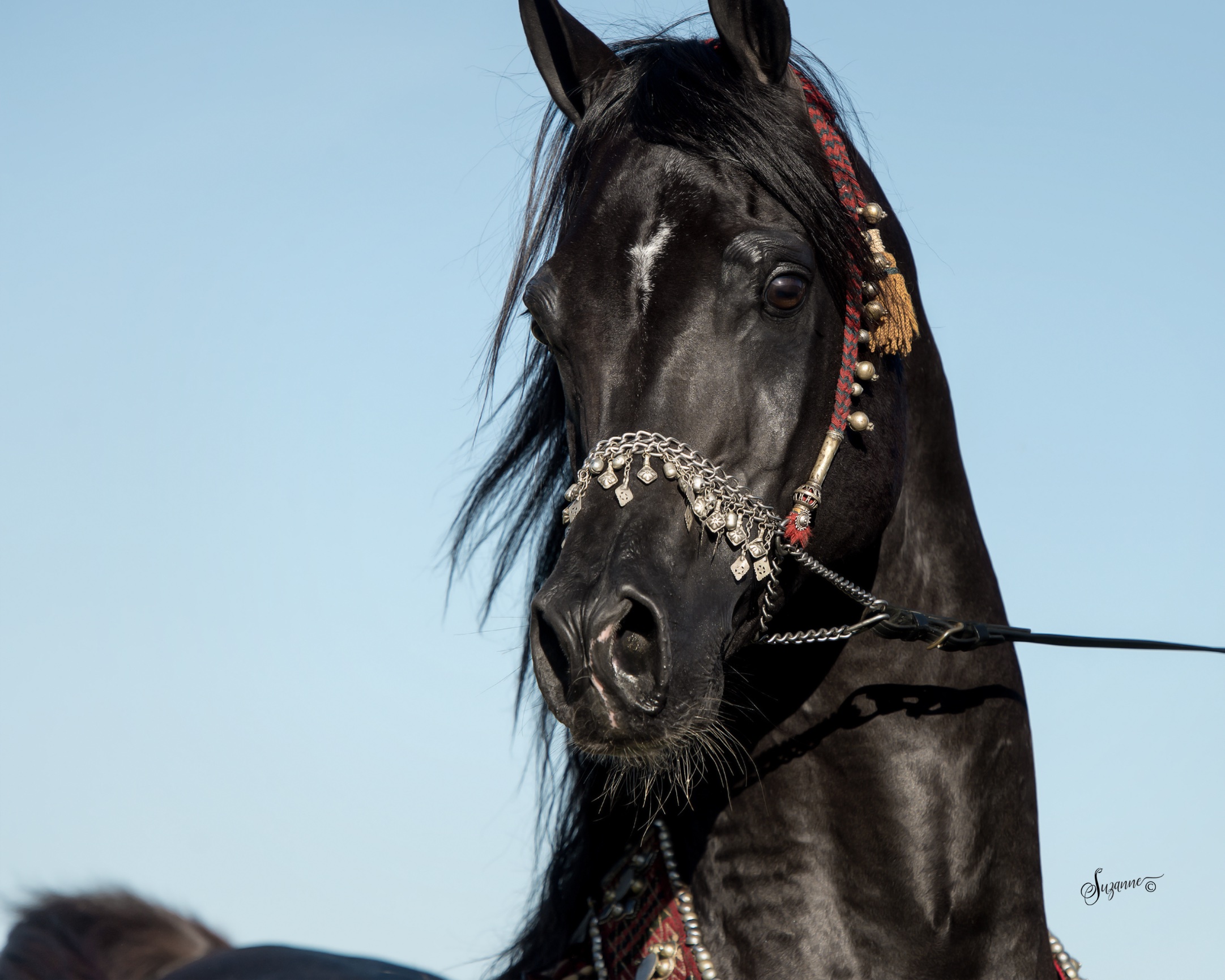 arabian gallery ii - EQUINE PHOTOGRAPHY by SUZANNE, Inc.