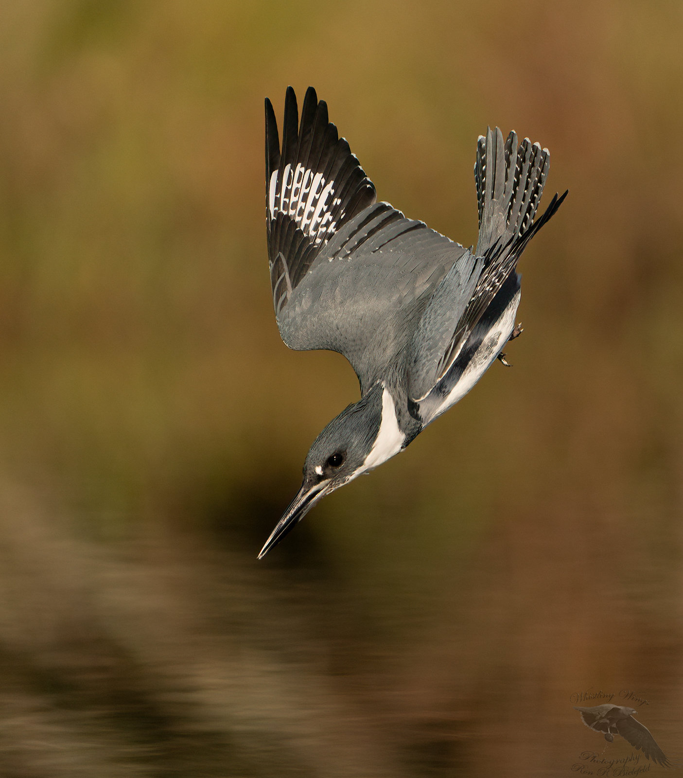 belted-kingfishers-by-whistling-wings-photography