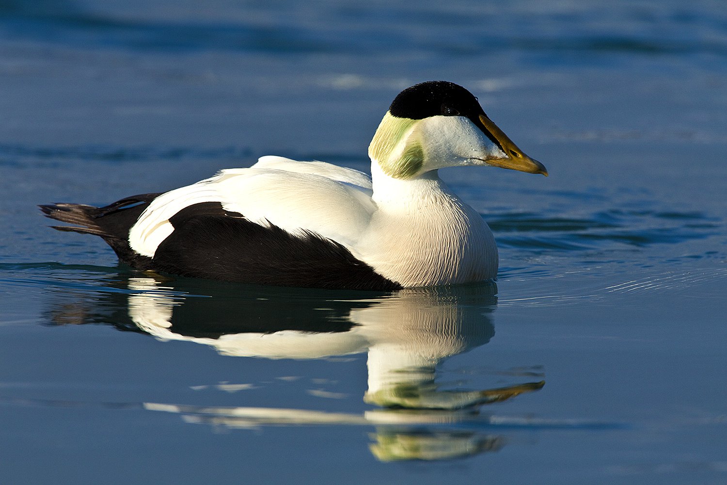 Photographing ducks - Jim Zuckerman photography & photo tours