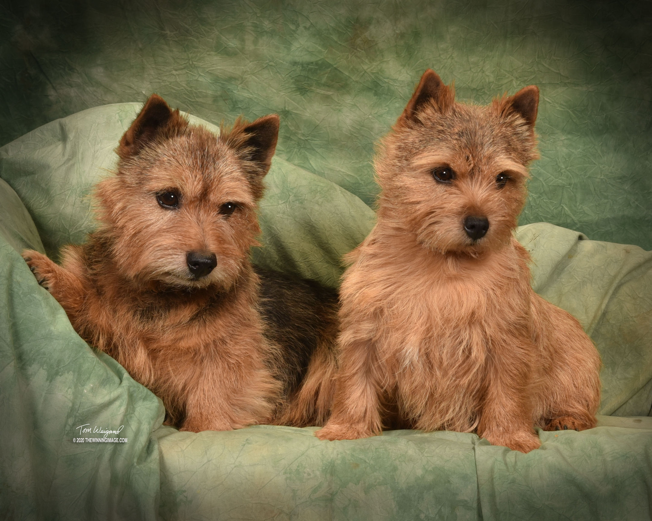 Terrier - The Winning Image