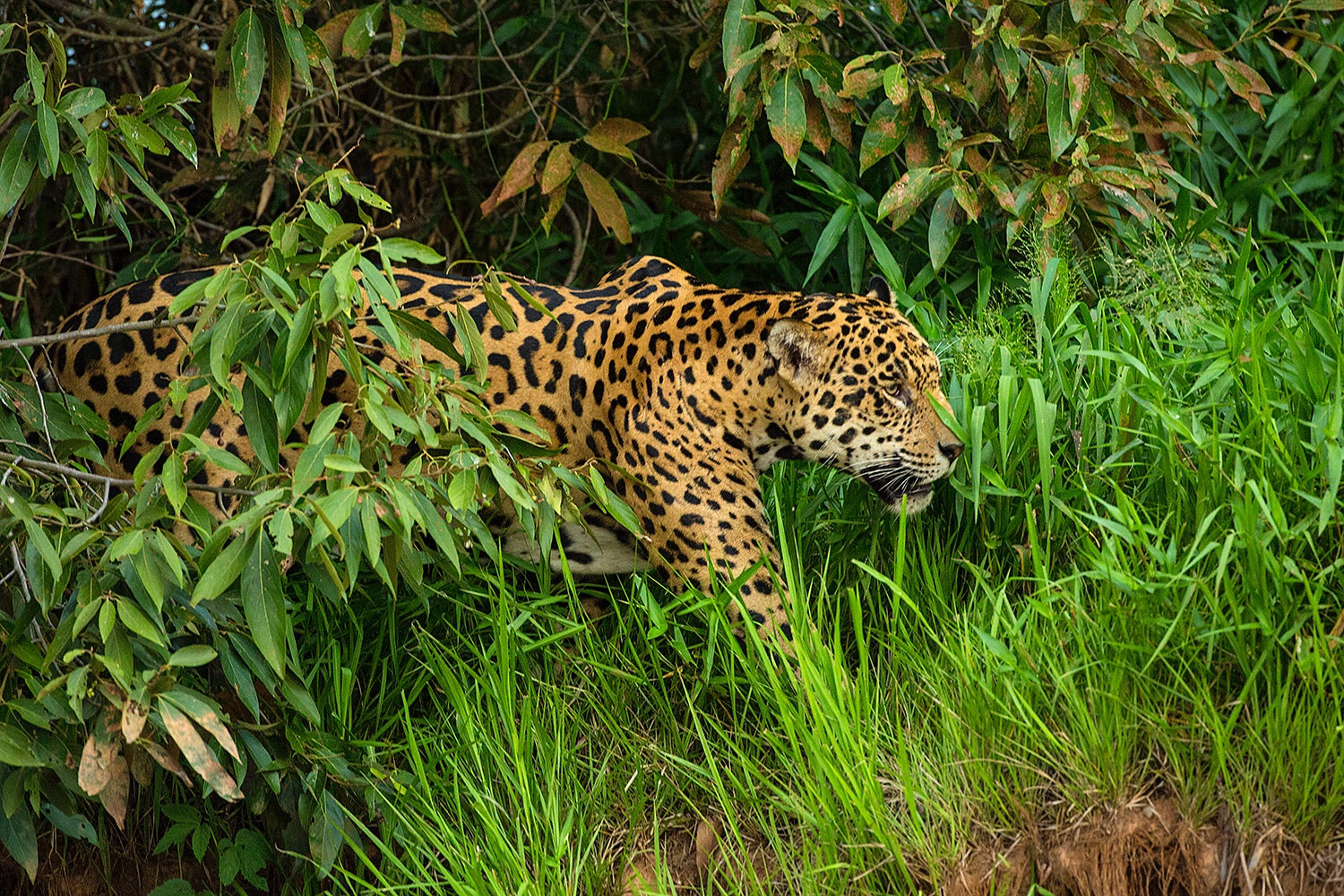 Pantanal - Jim Zuckerman photography & photo tours