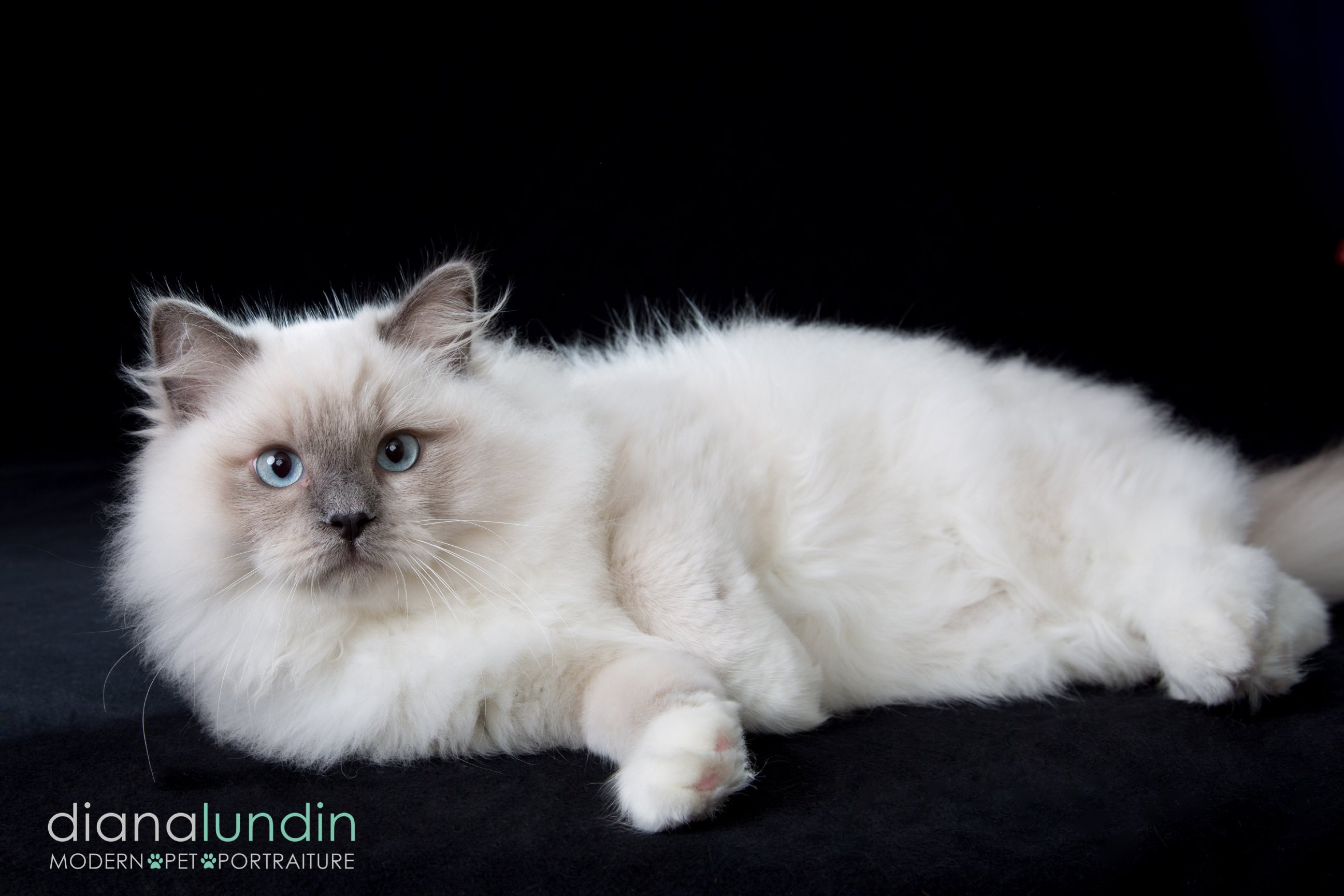 ragdoll cat teddy