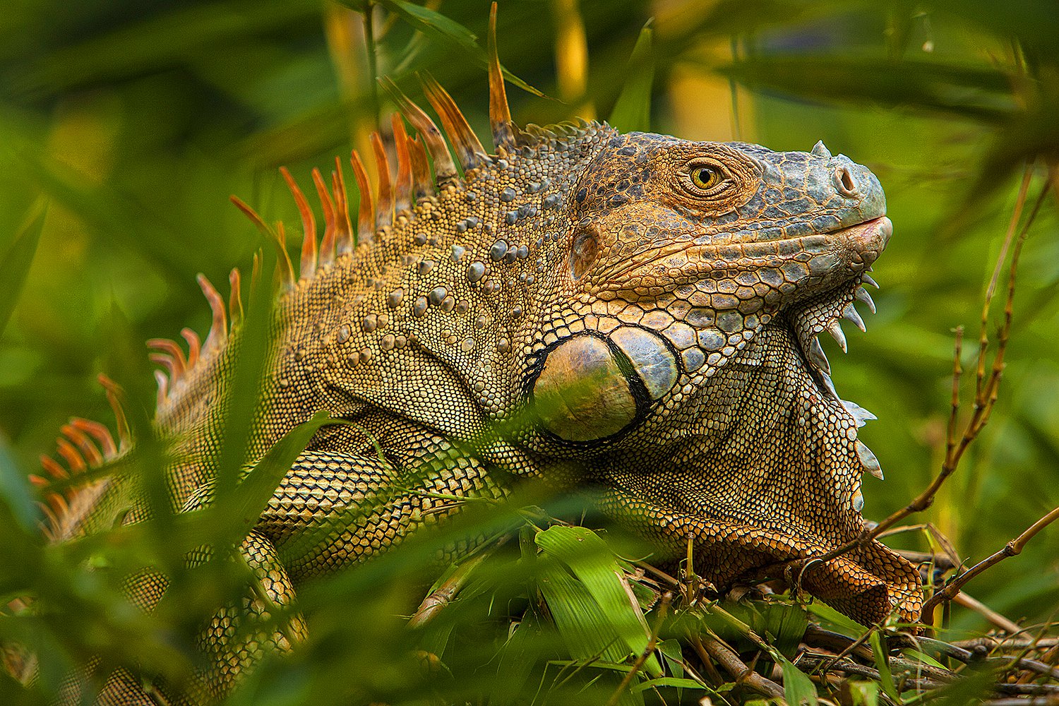 Wild iguana - Jim Zuckerman photography & photo tours