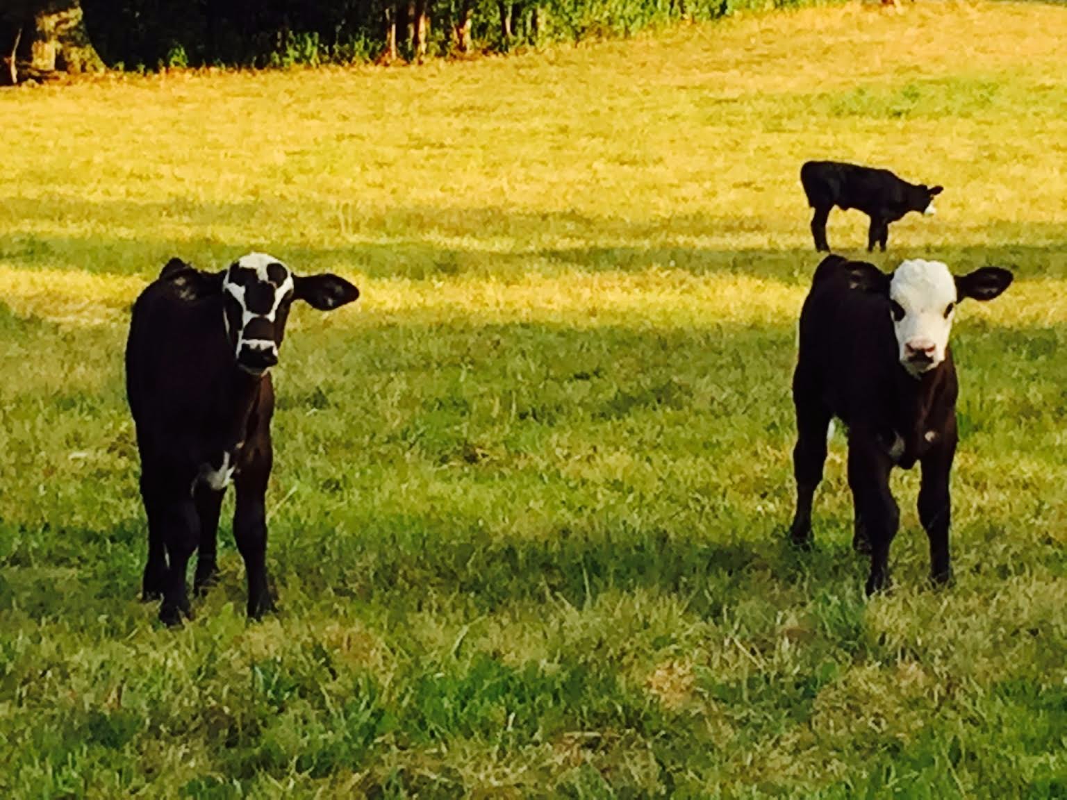 Cross Cattle Elm Tree Farm