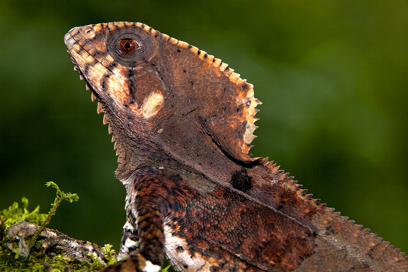 New World Rainforest - Jim Zuckerman Photography