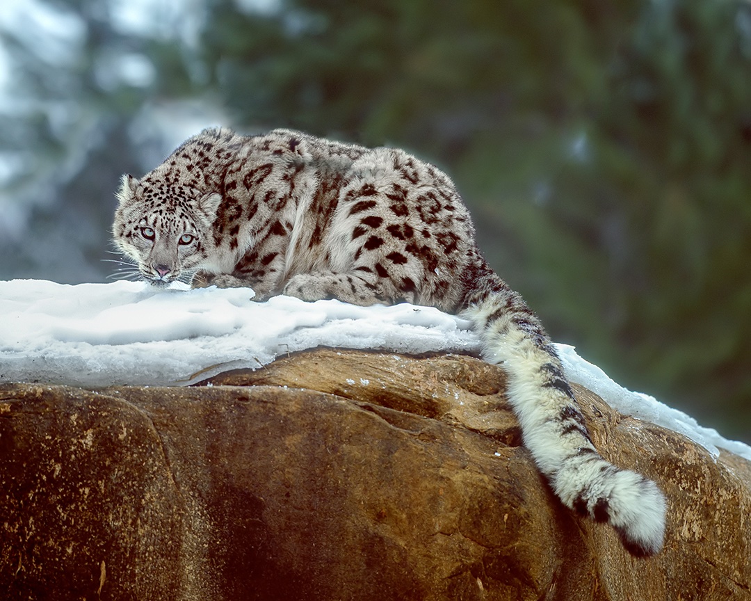 Snow Leopard In Winter Jim Zuckerman Photography Photo Tours