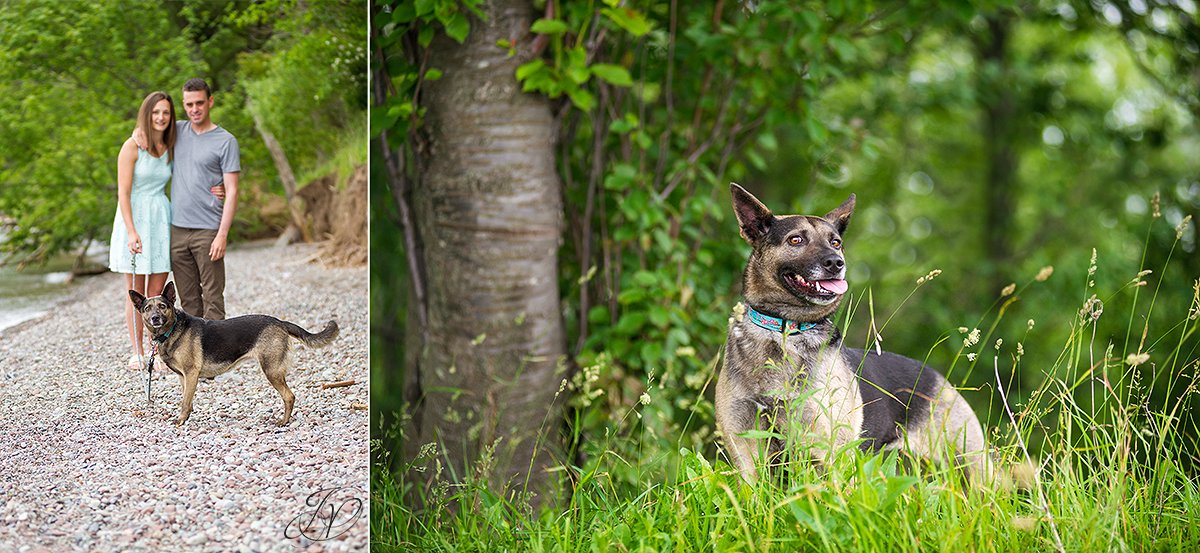 dog engagement photo