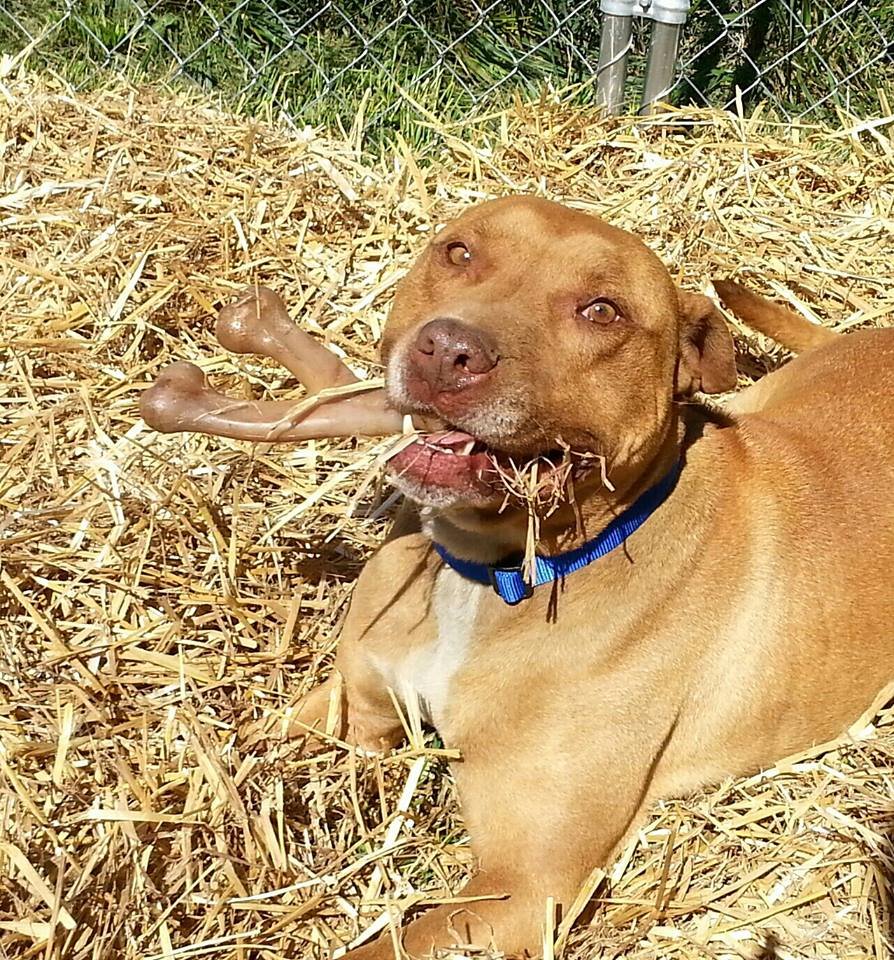 Our Kennel Kru Dogs Break the Chain Kennel Kru