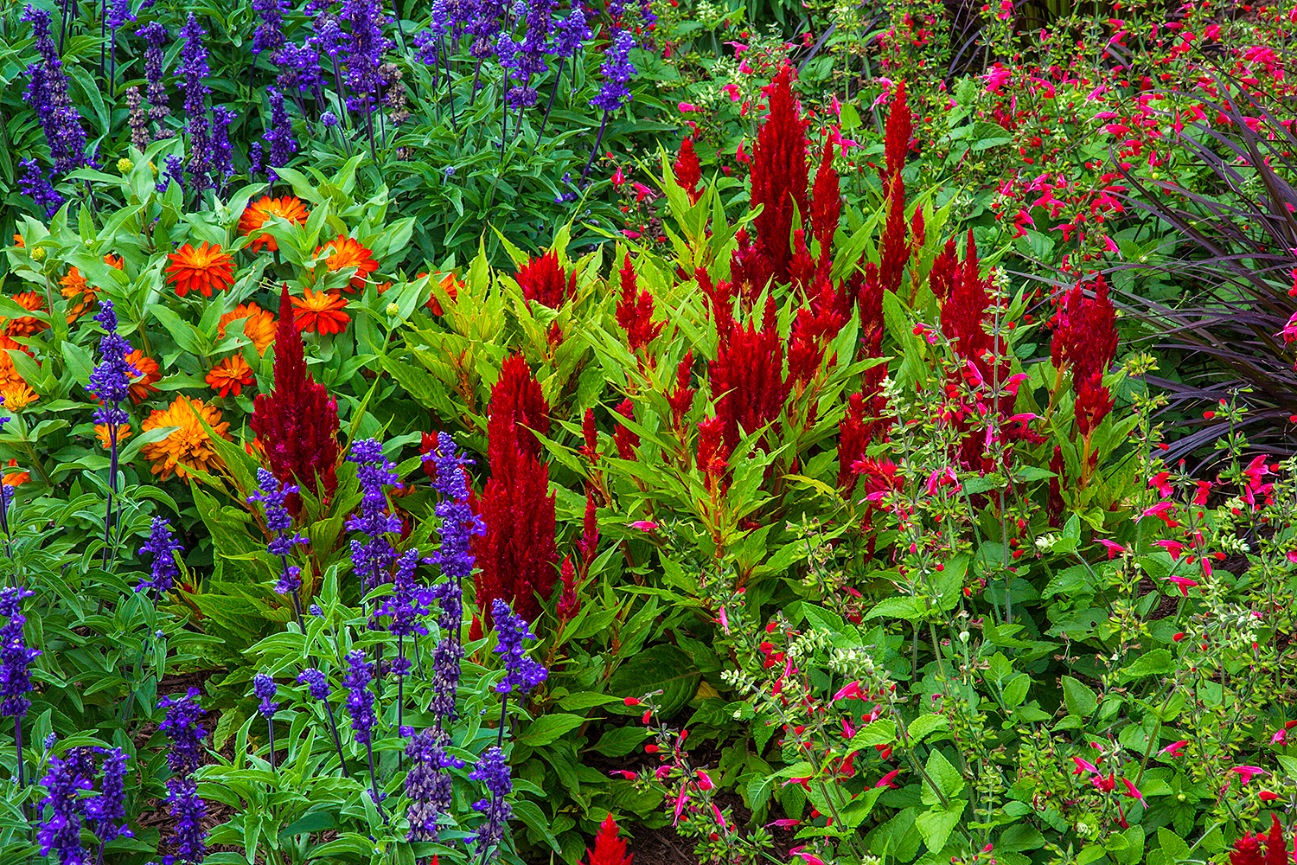 Wild Flowers - Jim Zuckerman Photography